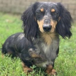 Axel - Dachshund