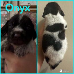 Onyx - Liver and white male German Wirehaired Pointer puppy in Fulshear, Texas from Jagged Edge German Wirehaired Versatility Dogs
