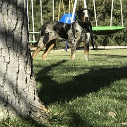 Catahoula Leopard Dog Puppies from ZM Catahoulas