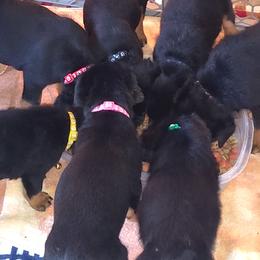 Rottweiler puppies from Maciel House of Rottweilers