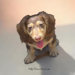 Maximus - Chocolate and cream male Dachshund puppy in Oklahoma City, Oklahoma from OkieDoxieland Dachshunds