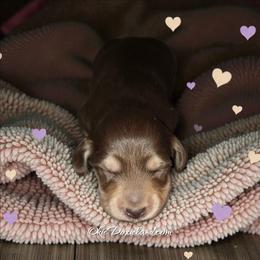 Cowboy - Chocolate and cream male Dachshund puppy in Oklahoma City, Oklahoma from OkieDoxieland Dachshunds
