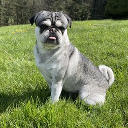 Catfish - Pug