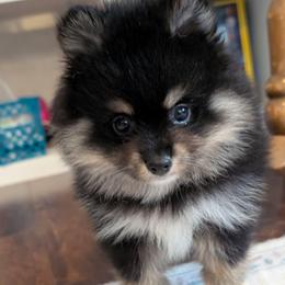 Elijah - Black and tan male Pomeranian puppy in Danielsville, Georgia from PassionatePomPoms