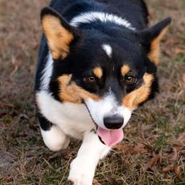 Lulu - Pembroke Welsh Corgi