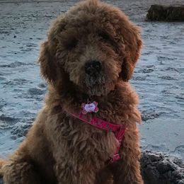 Goldendoodles and Labradoodles from Salem Doodles