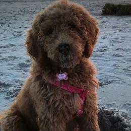 Goldendoodles and Labradoodles from Salem Doodles