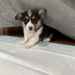 Lilly - Black and tan female Pembroke Welsh Corgi puppy in Morristown, Tennessee from Robertson Corgi’s