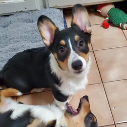 Pembroke Welsh Corgi puppies from Shelly Bean Corgis