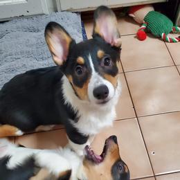 Pembroke Welsh Corgi puppies from Shelly Bean Corgis