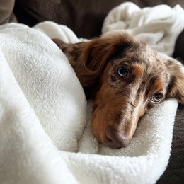 Dachshund and Miniature Schnauzer Puppies from The Bossy Doxie Farm