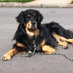 Bernese Mountain Dog, Golden Mountain Dog, and Golden Retriever Puppies from Canyon Meadows Farm