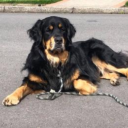 Bernese Mountain Dog, Golden Mountain Dog, and Golden Retriever Puppies from Canyon Meadows Farm