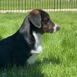 American Corgi, Cardigan Welsh Corgi, and Pembroke Welsh Corgi Puppies from Enok Corgis