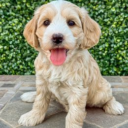 Gloria - Buff and white female Cockapoo puppy in Roseville, California from Darby Park Doodles