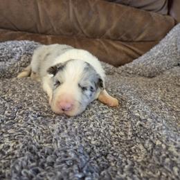 Blue Merle Boy CH lines - Blue merle male Border Collie puppy in Newalla, Oklahoma from Roughstock Border Collies and Dachshunds