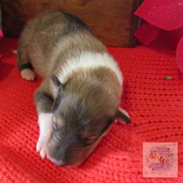 Prancer - Sable and white female Collie puppy in Morocco, Indiana from Collegiate Bassets and Rheign Collies