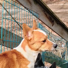 Willie - Pembroke Welsh Corgi