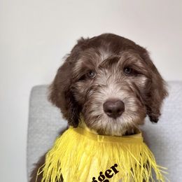 Jagger - Chocolate male Australian Labradoodle puppy in Arden, North Carolina from Kismet Labradoodles