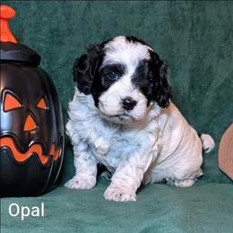 Opal - Black and white female Cockapoo puppy in Sunset, Louisiana from Cano Cockapoos