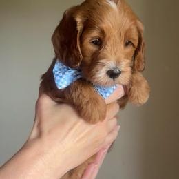 Kenickie - Red  male Goldendoodle puppy in Decatur, Texas from Scherrer Sweet Goldendoodles