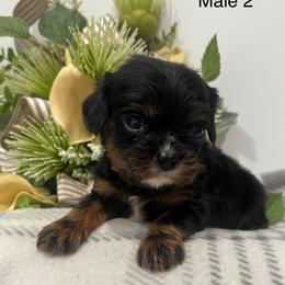 Male 2 - Black and tan male Cavalier King Charles Spaniel puppy in Greensburg, Kentucky from Kentucky Cavalier King Charles Spaniels