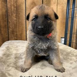 Coral HC AKA Honey - Bi-color female German Shepherd puppy in Terra Alta, West Virginia from Shepherd Country Farm and Kennels