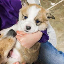 Pembroke Welsh Corgi Puppies from Davies Ranch Pembroke Welsh Corgis