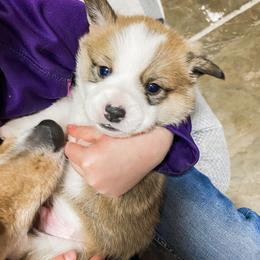 Pembroke Welsh Corgi Puppies from Davies Ranch Pembroke Welsh Corgis