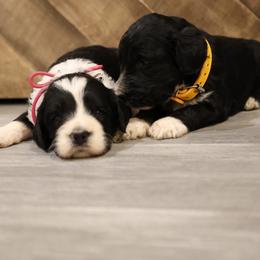 Parti female - Parti female Goldendoodle puppy in Vallejo, California from Well Rooted Doodles