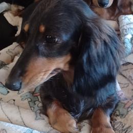Desirae - Dachshund