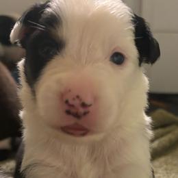 Male 3 Buttons - Tri-color male Border Collie puppy in Roanoke, Virginia from Romestar performance K9