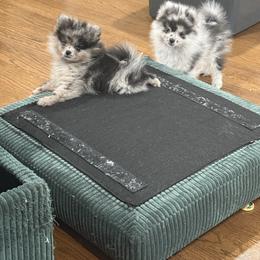 Freckles - Black male Pomeranian puppy in El Sobrante, California from Little Lovers Kennels, LLC
