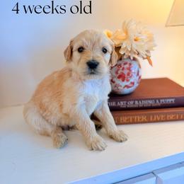 Beau - Cream male Goldendoodle puppy in Wilson, North Carolina from Cedar Creek Doodles