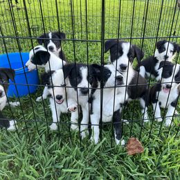 Border Collie puppies from Megan Stewart
