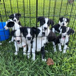 Border Collie puppies from Megan Stewart