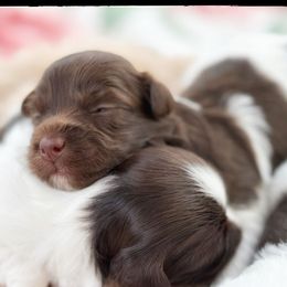 Breeze - Chocolate female Havanese puppy in Katy, Texas from Cloud 9 Havanese