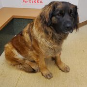 Artikka - Leonberger
