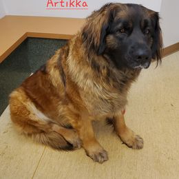 Artikka - Leonberger