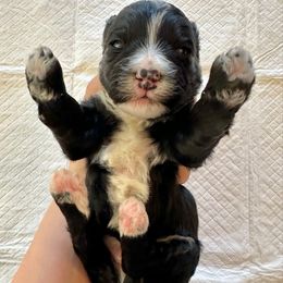 Black and White Bicolor - Black and white male Bernedoodle puppy in Brooksville, Florida from Kruger Doodles