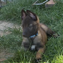 Blue - Fawn sable male Belgian Malinois puppy in Boise, Idaho from Wings of Freedom Retrievers and Malinois