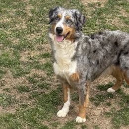 Nova - Australian Shepherd