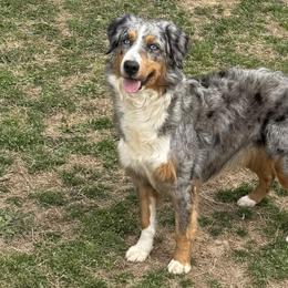 Nova - Australian Shepherd