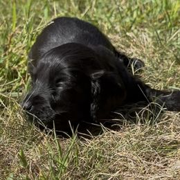 Georgia (nickname for ID only) - Black female Dachshund puppy in Rhode Island from FOSTERS FRENCHIES and DACHSHUNDS