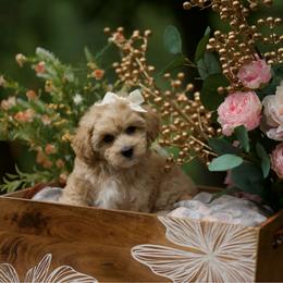 Margarita - Apricot female Maltipoo puppy in Deming, Washington from Heavenly Puppies to Love