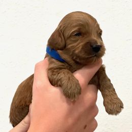 Goldendoodle Puppies from Doodles and Cavaliers