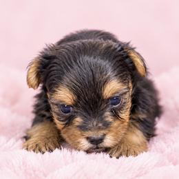 Gracie - Black and gold female Yorkshire Terrier puppy in Flowood, Mississippi from Maltese Dollhouse