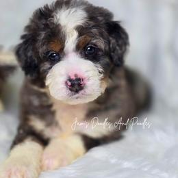 River - Blue merle male Bernedoodle puppy in Cleveland, Georgia from Jam's Doodles And Poodles