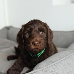Kobe - Chocolate male Australian Labradoodle puppy in Williamstown, New York from Lewis Manor Labradoodles