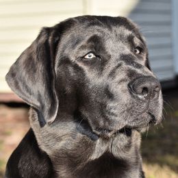 Millie - Labrador Retriever